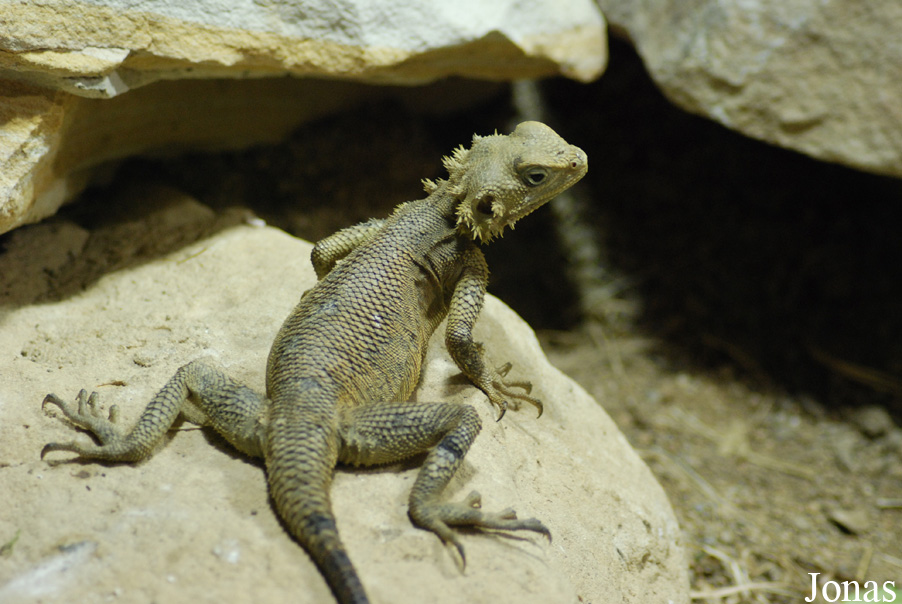 Laudakia nupta