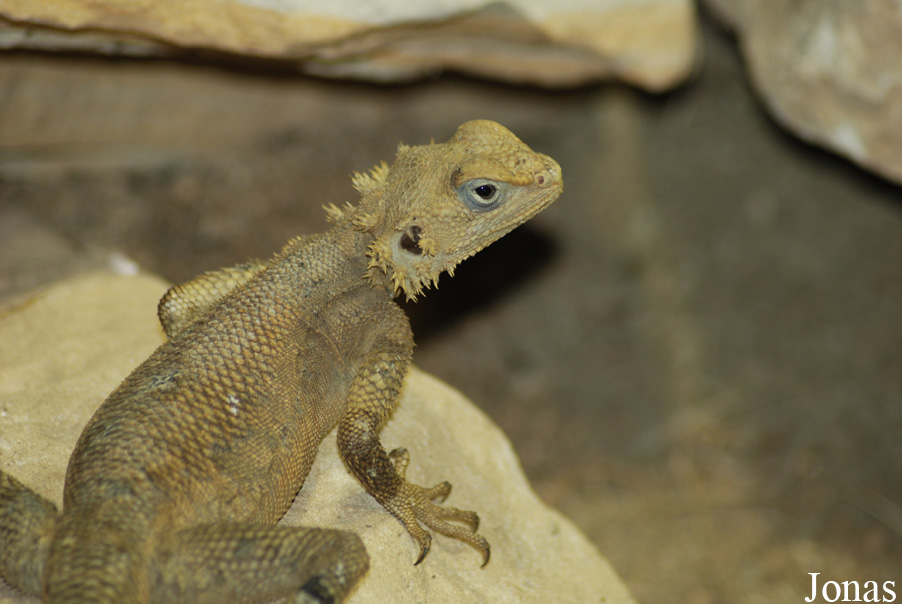 Laudakia nupta