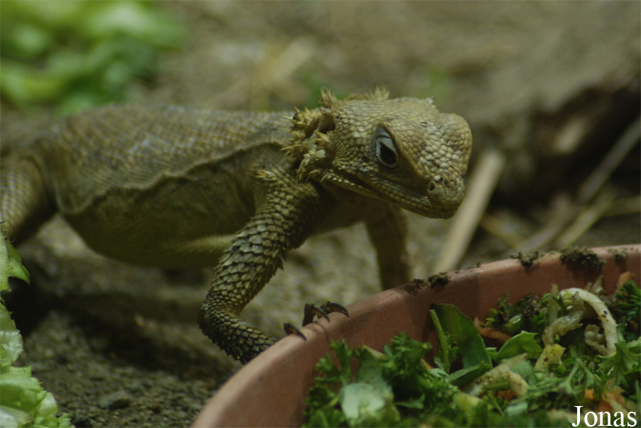 Laudakia nupta