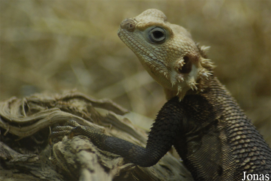 Laudakia nupta