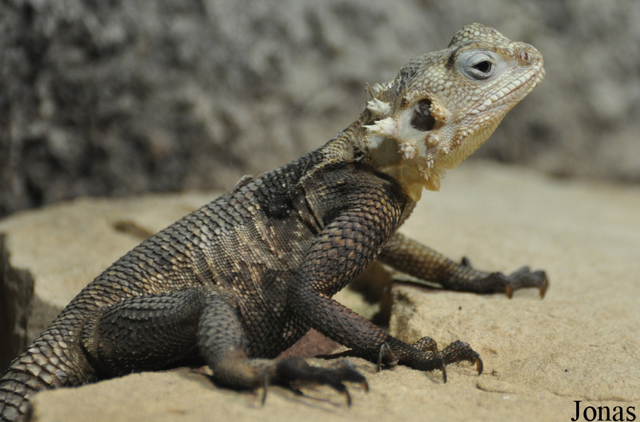 Laudakia nupta