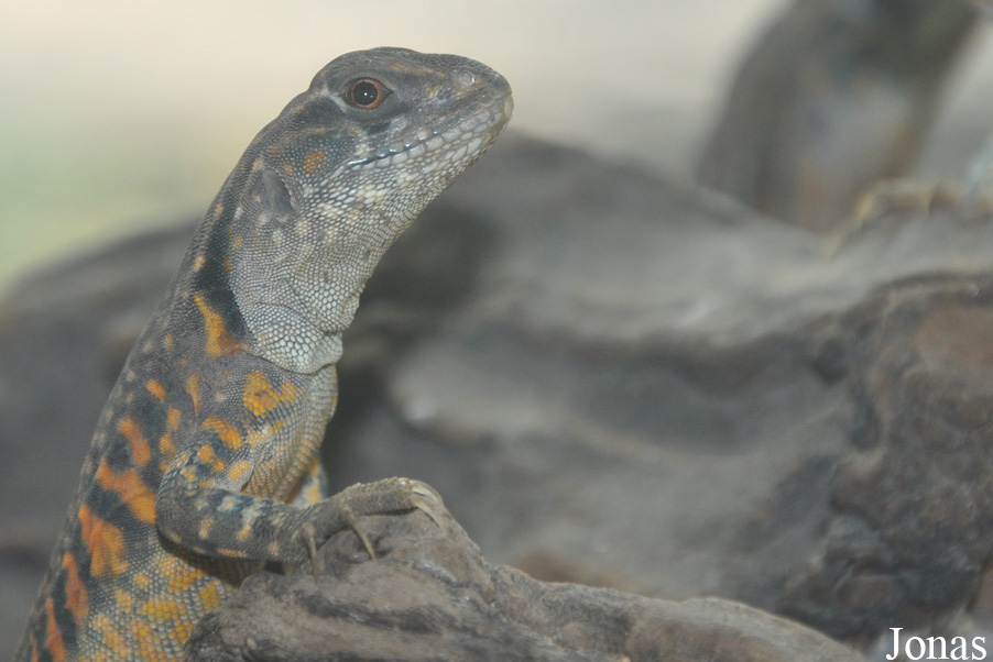 Leiolepis belliana