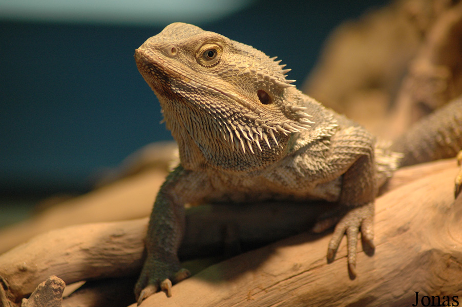 Pogona vitticeps