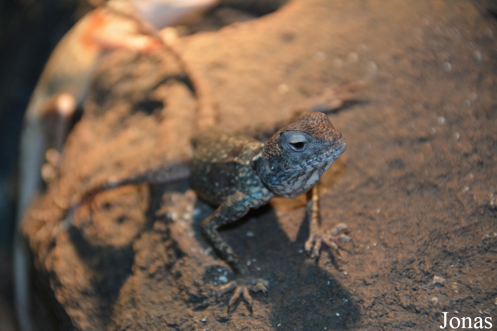 Pseudotrapelus sinaitus