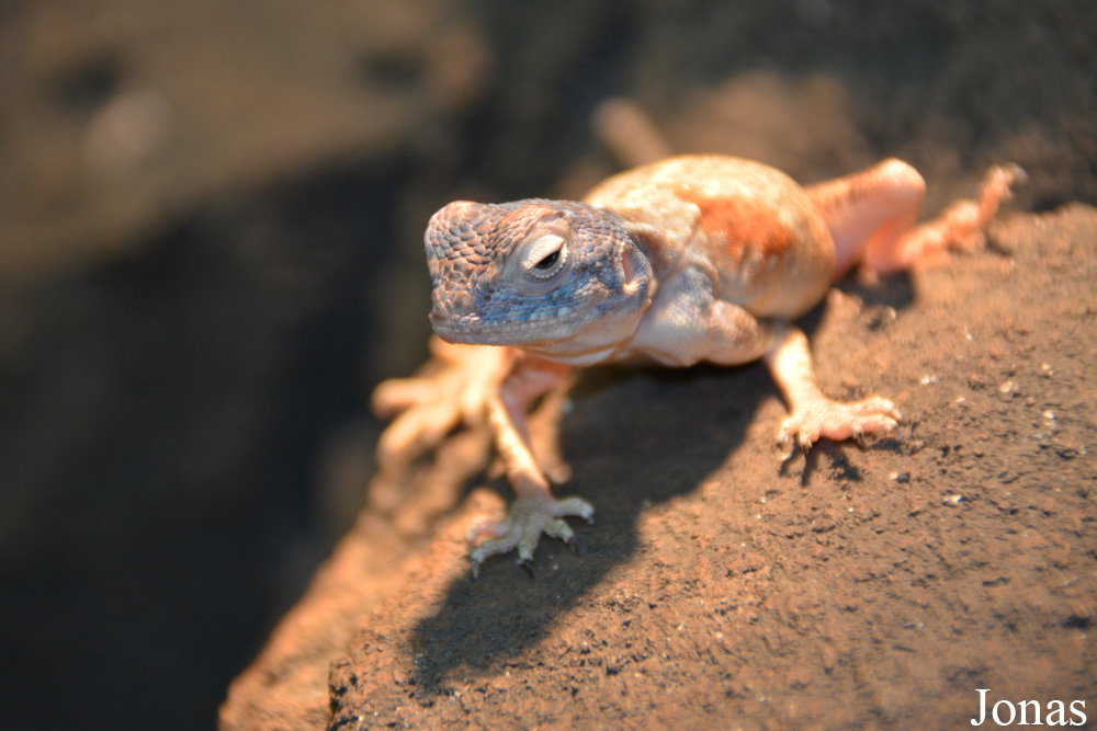 Pseudotrapelus sinaitus