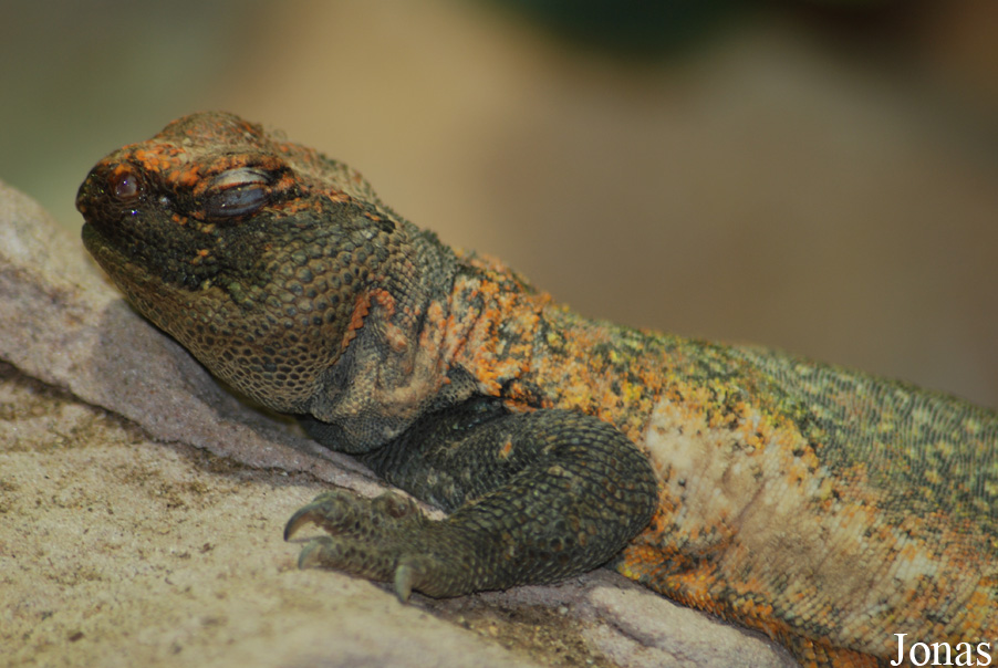 Uromastyx acanthinura