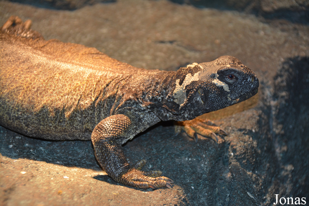 Uromastyx leptieni