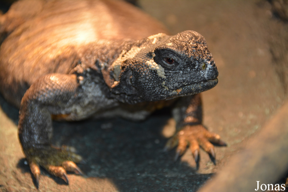 Uromastyx leptieni