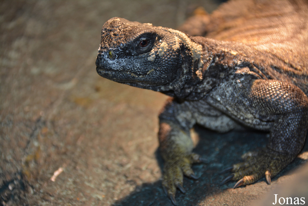 Uromastyx leptieni