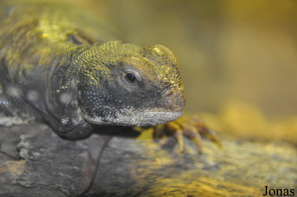 Uromastyx maliensis