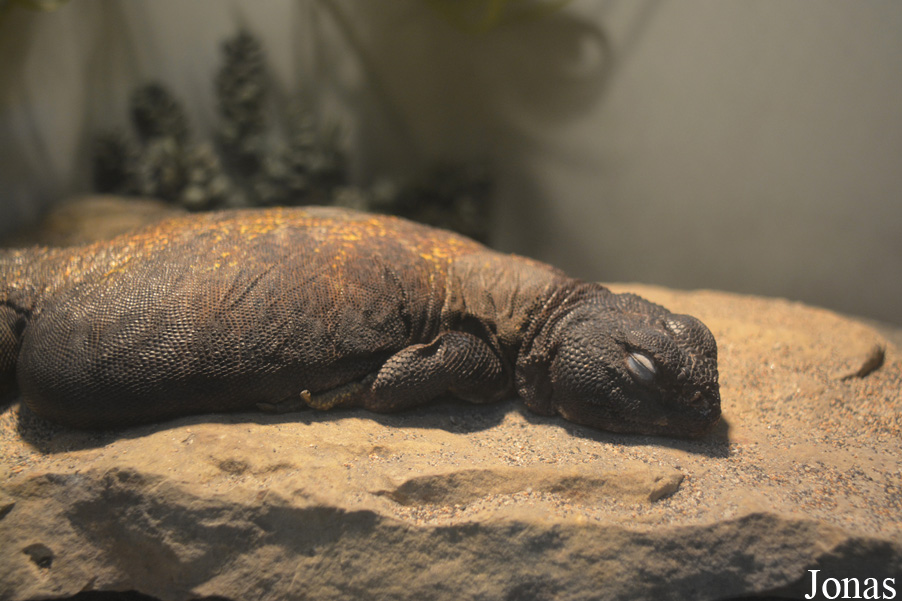 Uromastyx maliensis