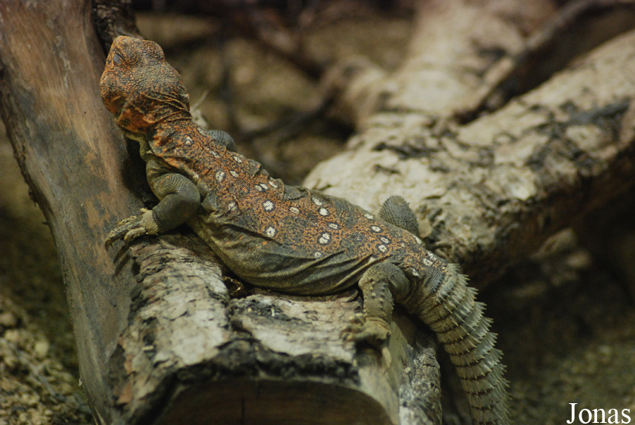 Uromastyx ocellata