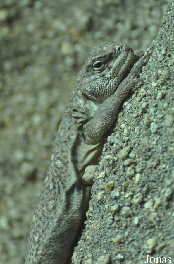 Uromastyx ocellata