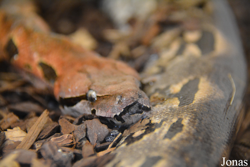 Acrantophis madagascariensis