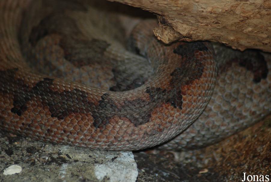 Candoia aspera