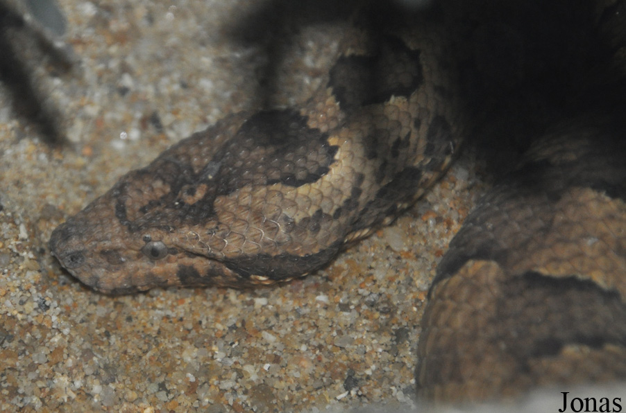 Candoia carinata