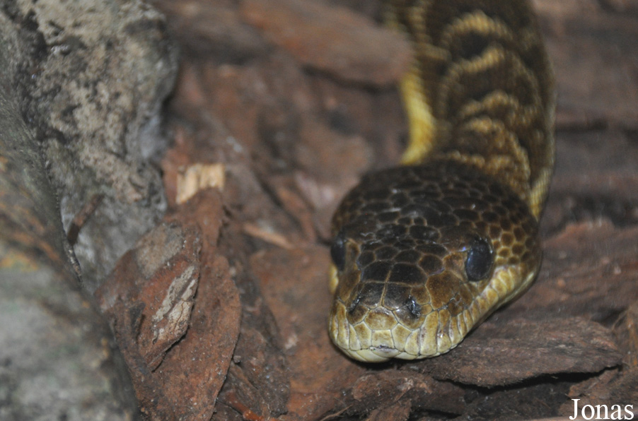 Chilabothrus angulifer