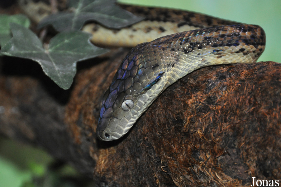 Chilabothrus subflavus