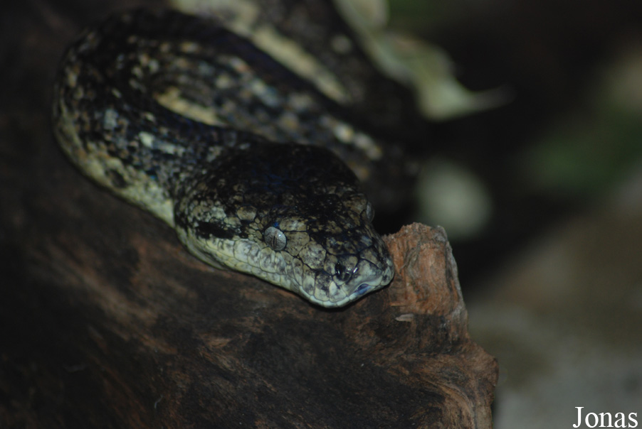 Chilabothrus subflavus