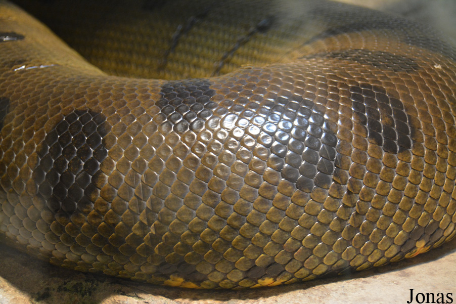 Eunectes murinus