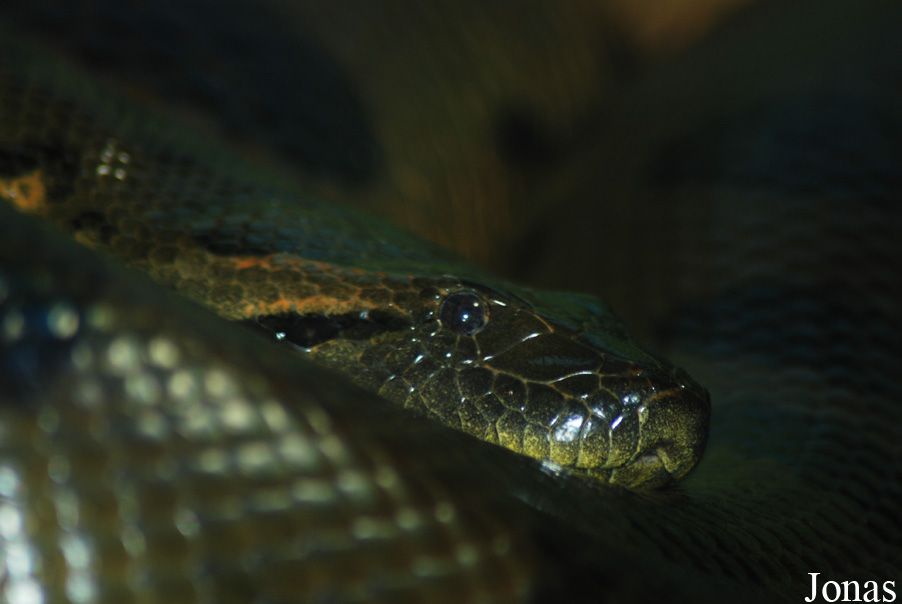 Eunectes murinus