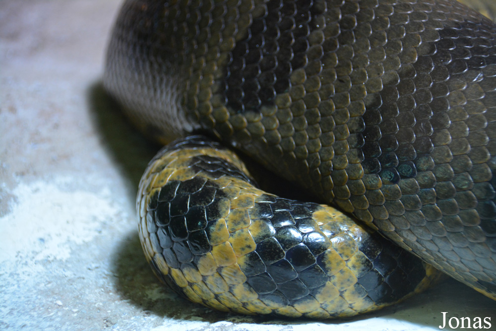 Eunectes murinus