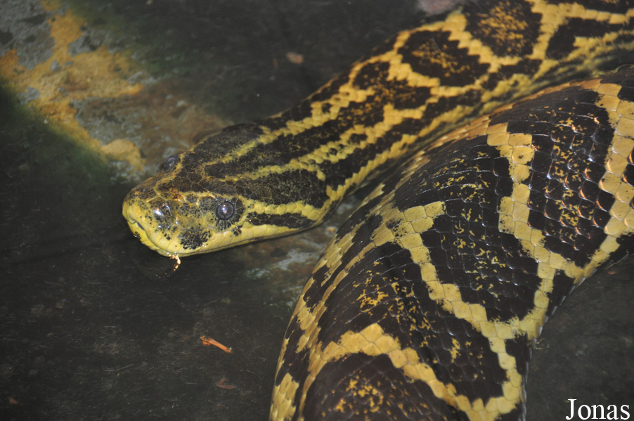 Eunectes notaeus