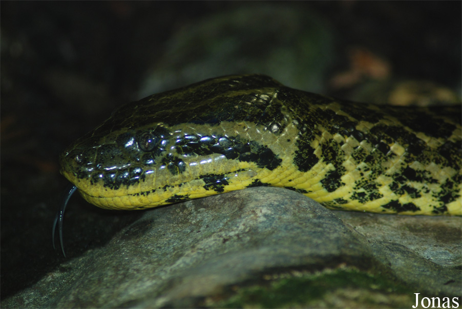 Eunectes notaeus