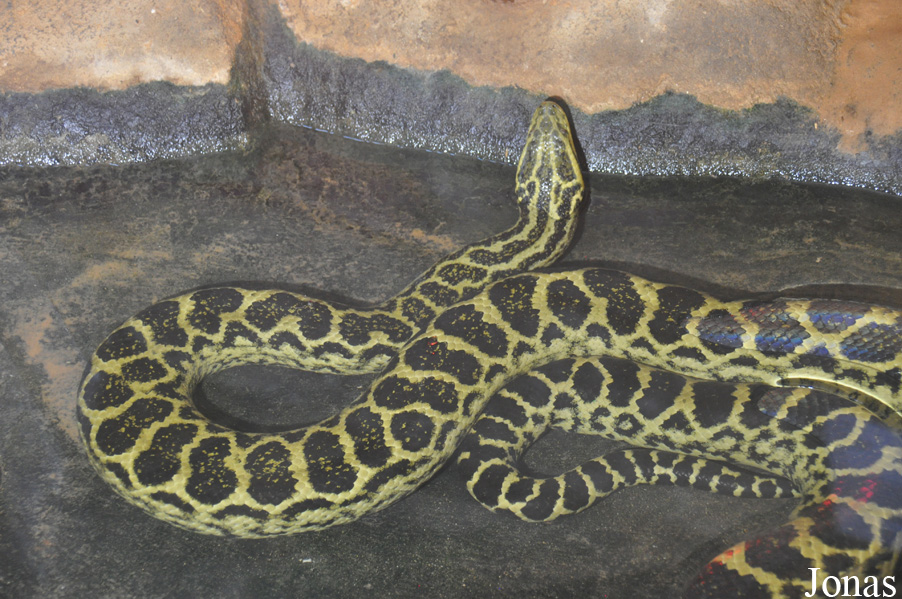 Eunectes notaeus