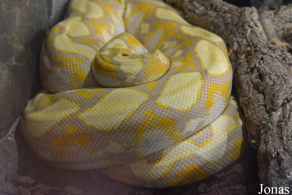 Eunectes notaeus