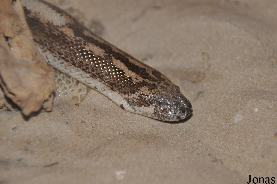 Eryx jaculus