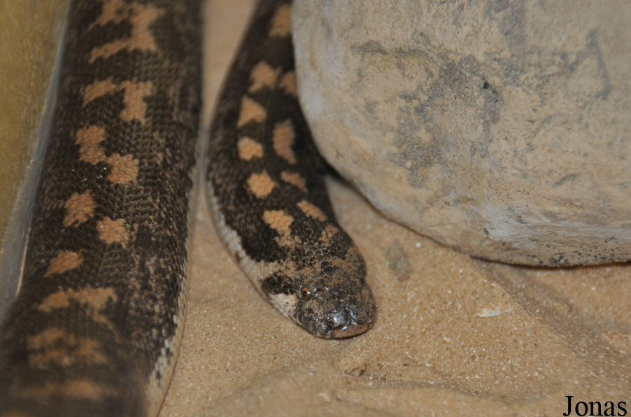 Eryx jaculus