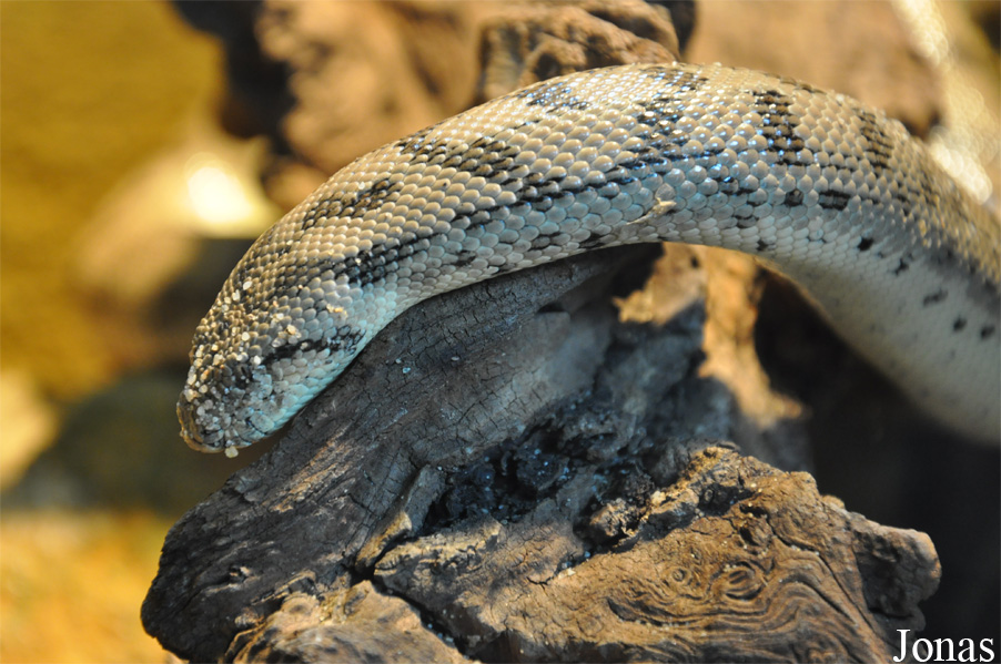Eryx miliaris