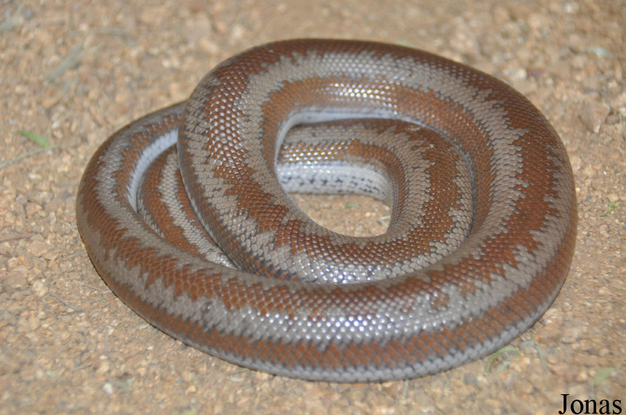 Lichanura trivirgata