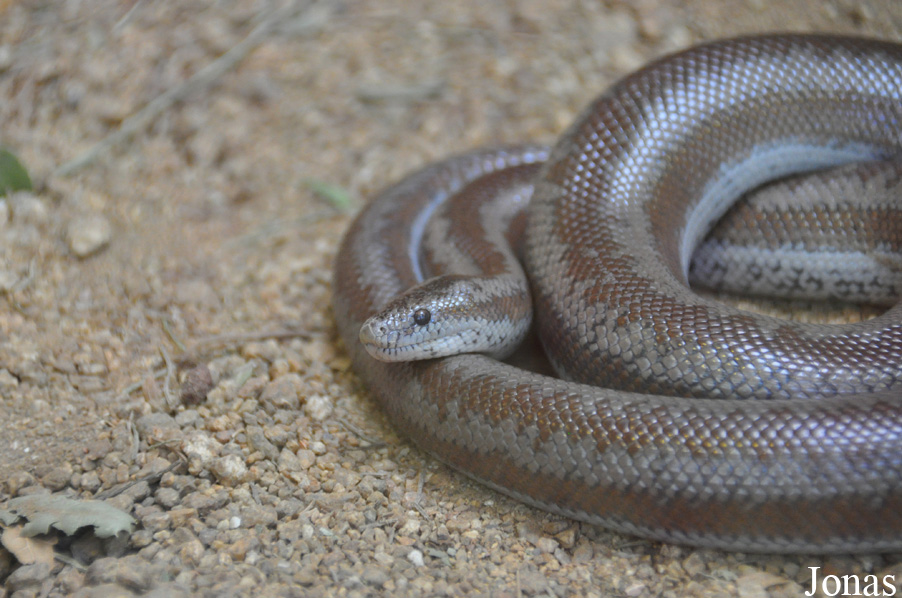 Lichanura trivirgata