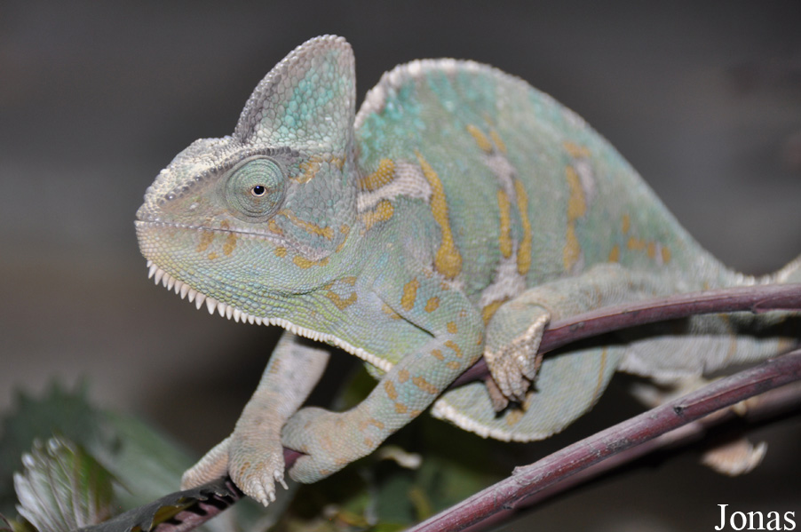 Chamaeleo calyptratus