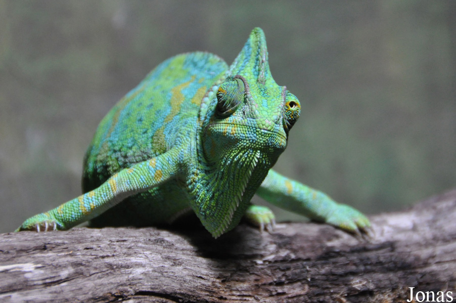 Chamaeleo calyptratus