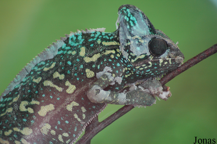 Chamaeleo calyptratus