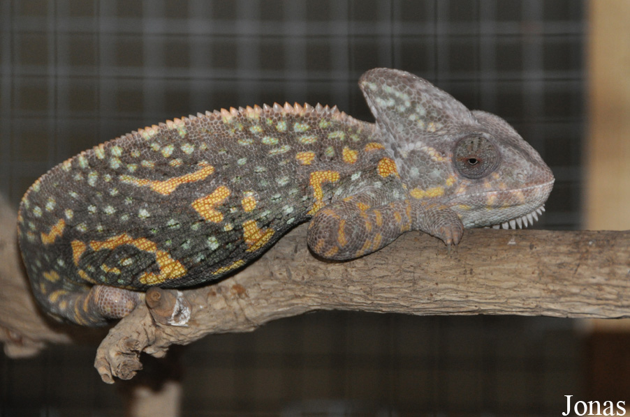 Chamaeleo calyptratus