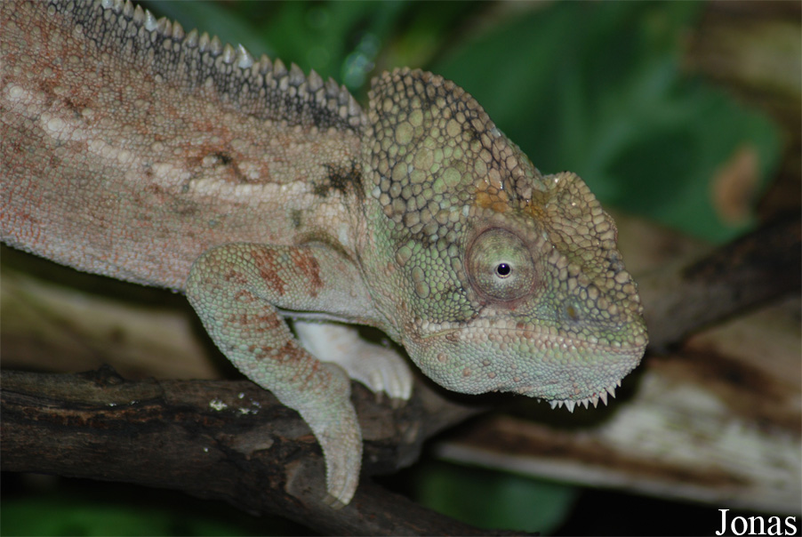 Furcifer oustaleti