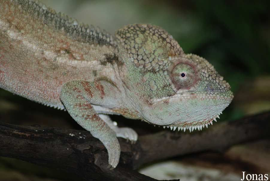 Furcifer oustaleti