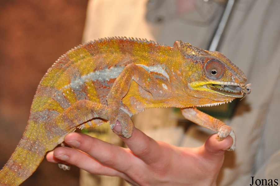 Furcifer pardalis
