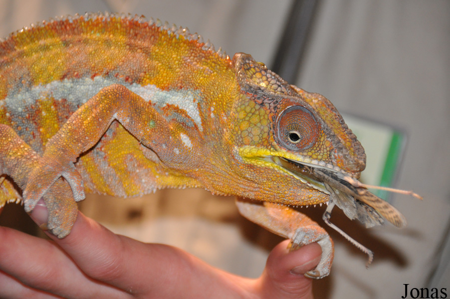 Furcifer pardalis