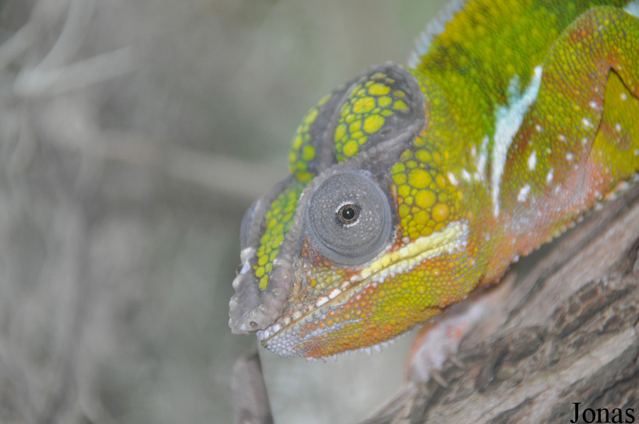 Furcifer pardalis
