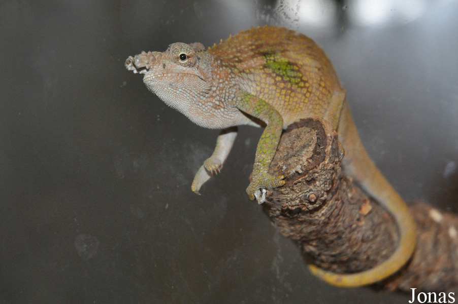 Kinyongia fischeri