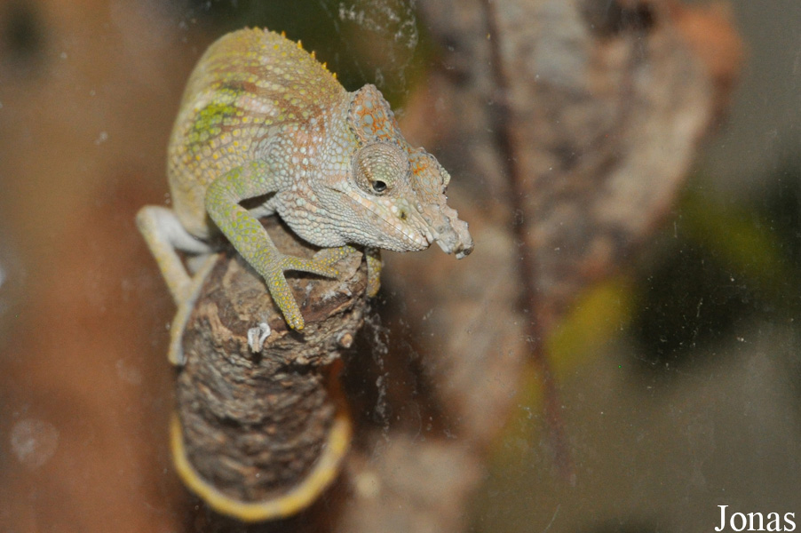 Kinyongia fischeri