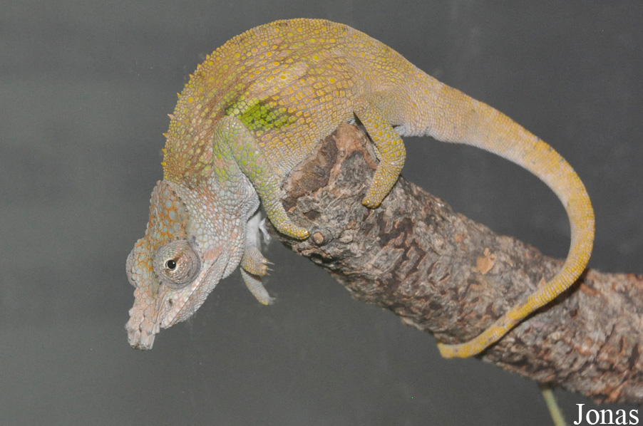 Kinyongia fischeri