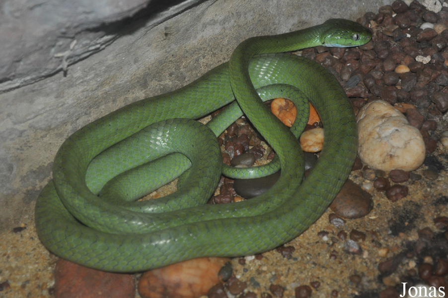 Boiga cyanea