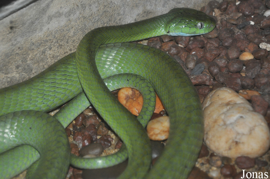 Boiga cyanea