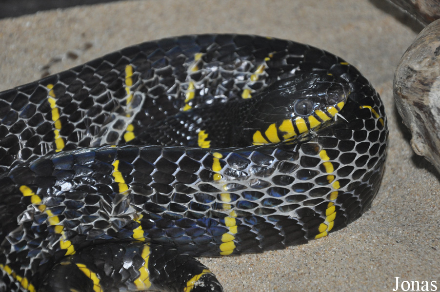 Boiga dendrophila